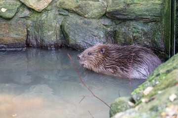 Single beaver sitting in his cage with water in a zoo with moss in the walls © Hel Fei/Wirestock