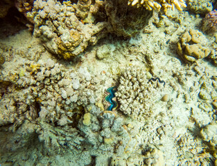 bright beautiful fish of the Red Sea in a natural environment on a coral reef