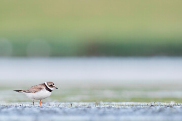 Bontbekplevier, Common Ringed Plover, Charadrius hiaticula
