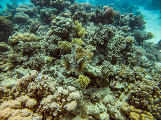 bright beautiful fish of the Red Sea in a natural environment on a coral reef