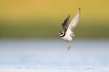 Bontbekplevier, Common Ringed Plover, Charadrius hiaticula