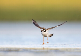 Bontbekplevier, Common Ringed Plover, Charadrius hiaticula