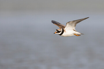 Bontbekplevier, Common Ringed Plover, Charadrius hiaticula
