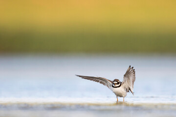 Bontbekplevier, Common Ringed Plover, Charadrius hiaticula