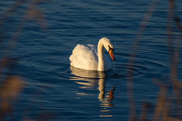 swan on Nove Mlyny reservoir, Southern Moravia, Czech Republic