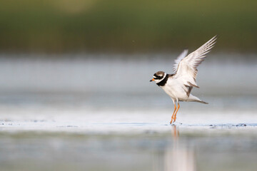 Bontbekplevier, Common Ringed Plover, Charadrius hiaticula