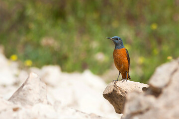 Rode Rotslijster, Rufous-tailed Rock Thrush, Monticola saxatilis
