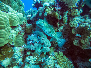 bright beautiful fish of the Red Sea in a natural environment on a coral reef