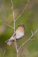 Roodmus, Common Rosefinch, Carpodacus erythrinus ferghanensis