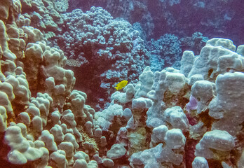 bright beautiful fish of the Red Sea in a natural environment on a coral reef