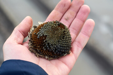 Photo of dried sunflower head