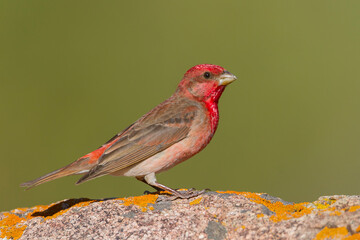 Roodmus, Common Rosefinch, Carpodacus erythrinus ferghanensis