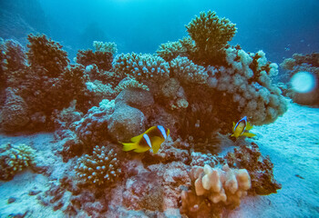 bright beautiful fish of the Red Sea in a natural environment on a coral reef