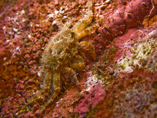 Fototapeta na wymiar Sea Crab in Camouflage Mode
