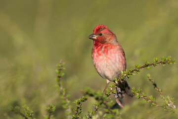 Roodmus, Common Rosefinch, Carpodacus erythrinus ferghanensis