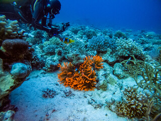 bright beautiful fish of the Red Sea in a natural environment on a coral reef
