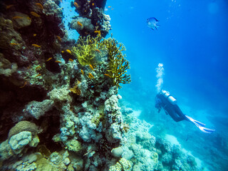 Fototapeta na wymiar diver takes pictures of fish on a coral reef in the Red Sea