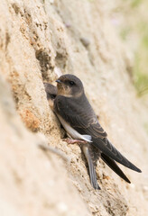 Oeverzwaluw, Sand Martin, Riparia riparia riparia