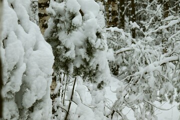 winter forest spruce under snow for screensaver background of snow forest