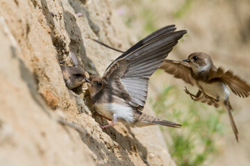 Oeverzwaluw, Sand Martin, Riparia riparia riparia