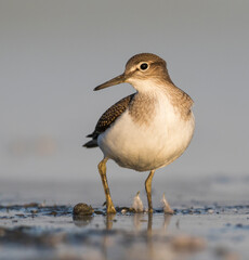 Oeverloper, Common Sandpiper, Actitis hypoleucos