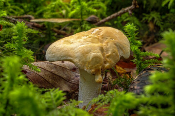 Semmelstoppelpilz (Hydnum repandum), Bavaria, Germany