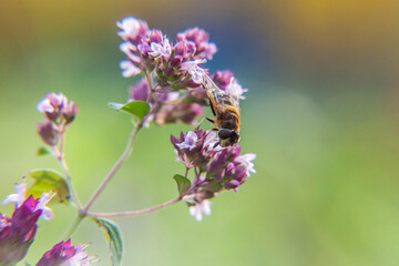 Naklejka premium Honey bee covered with yellow pollen drink nectar, pollinating pink flower. Inspirational natural floral spring or summer blooming garden or park background. Life of insects. Macro close up.