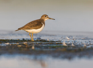 Oeverloper, Common Sandpiper, Actitis hypoleucos