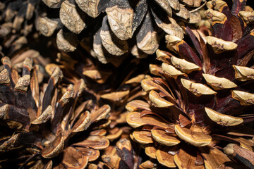 brown pine cones macro photo. background or textura