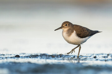 Oeverloper, Common Sandpiper, Actitis hypoleucos