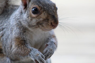 squirrel in the park