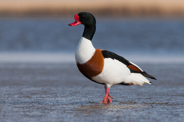 Bergeend, Common Shelduck, Tadorna tadorna