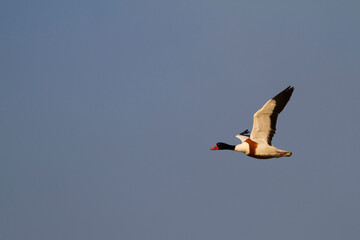 Bergeend, Common Shelduck, Tadorna tadorna
