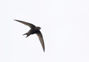 Gierzwaluw, Common Swift, Apus apus