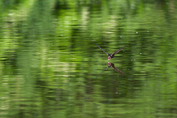 Gierzwaluw, Common Swift, Apus apus