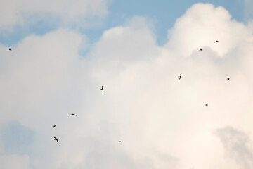 Gierzwaluw, Common Swift, Apus apus