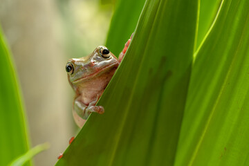 White lipped tree frog on the leaf