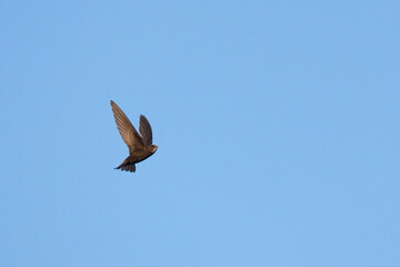 Common Swift, Gierzwaluw, Apus apus ssp. apus