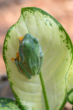 Green tree flying frog on the leaf