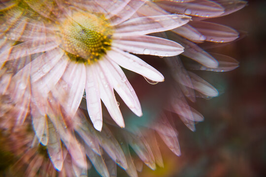 Pink Chrysanthemum Mums Flower Macro closeup with prism effect