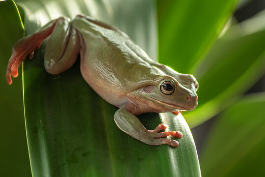 White lipped tree frog on the leaf