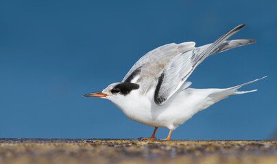 Visdief, Common Tern, Sterna hirundo