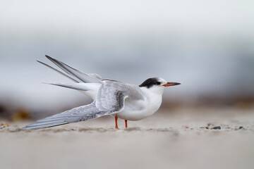 Visdief, Common Tern, Sterna hirundo