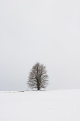 Minimalistic landscape with a lonely naked snowy tree in a winter field.