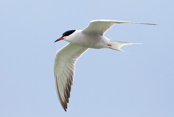 Visdief, Common Tern, Sterna hirundo minussensis
