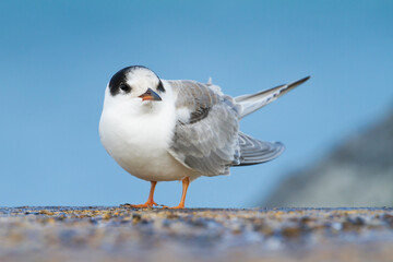 Visdief, Common Tern, Sterna hirundo