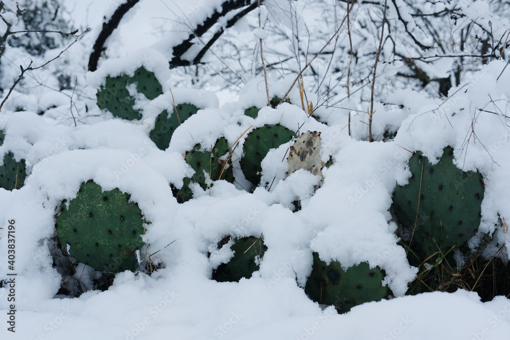 Wall mural Prickly pear cactus under snow during cold winter season in Texas landscape. - Wall murals