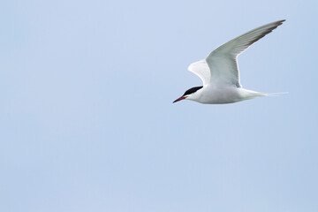 Visdief, Common Tern, Sterna hirundo minussensis