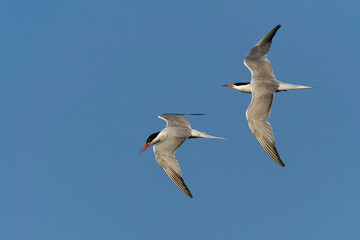 Visdief, Common Tern, Sterna hirundo hirundo