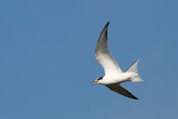 Fototapeta na wymiar Visdief, Common Tern, Sterna hirundo hirundo